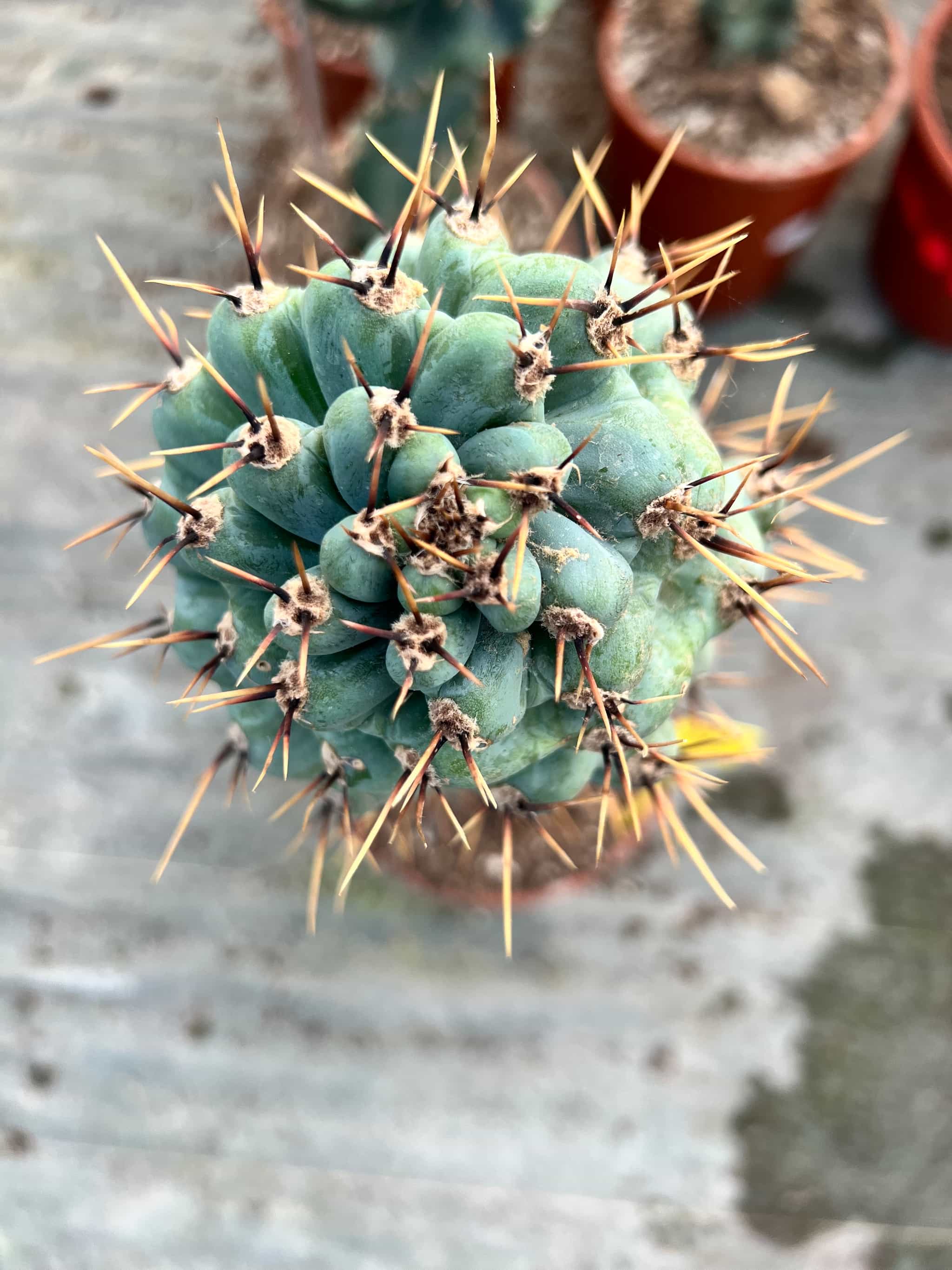 Cereus Forbesii Spiralis - Cactus - Image 2