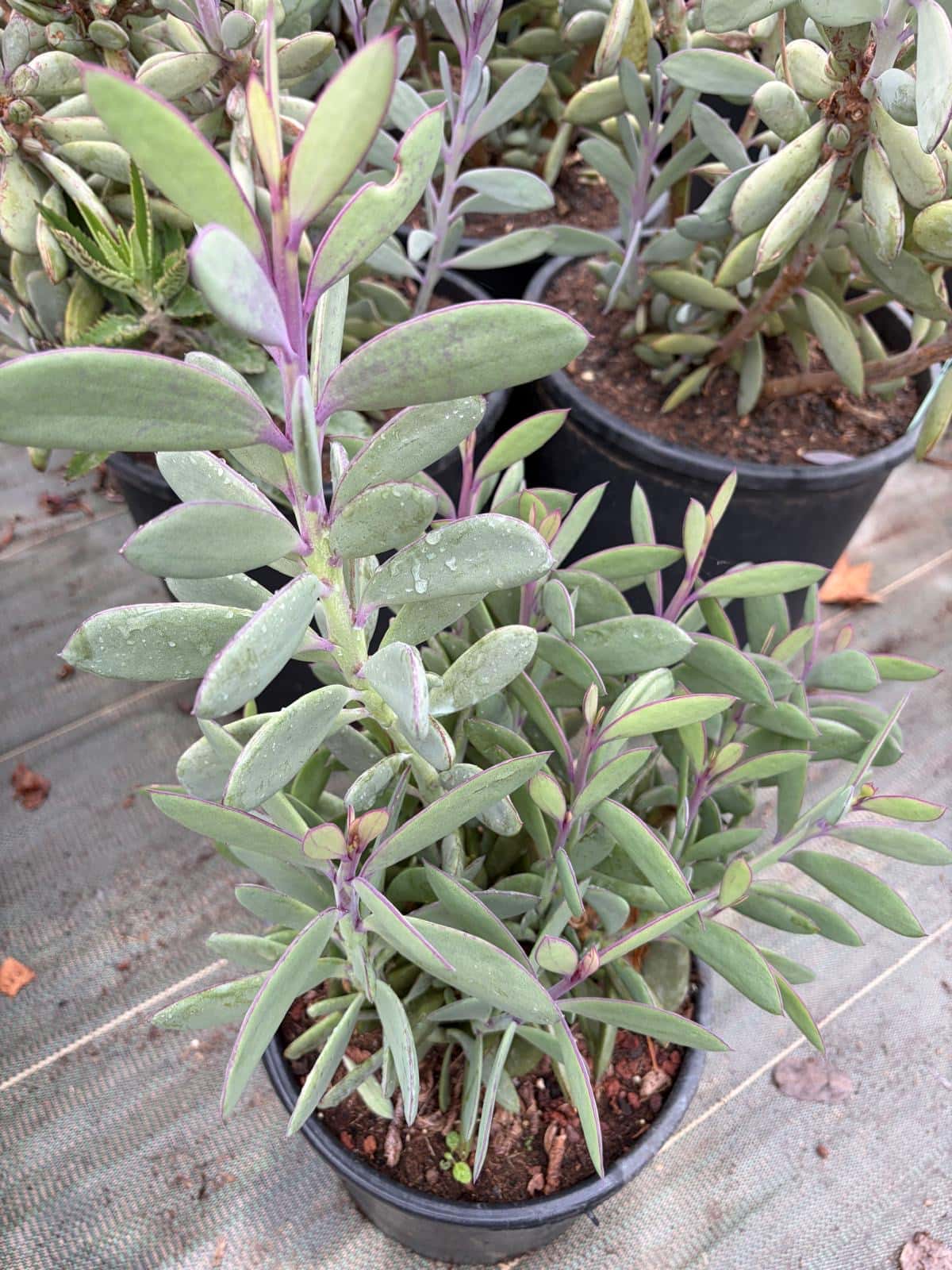 Senecio Crassissimus - Plantes Grasses