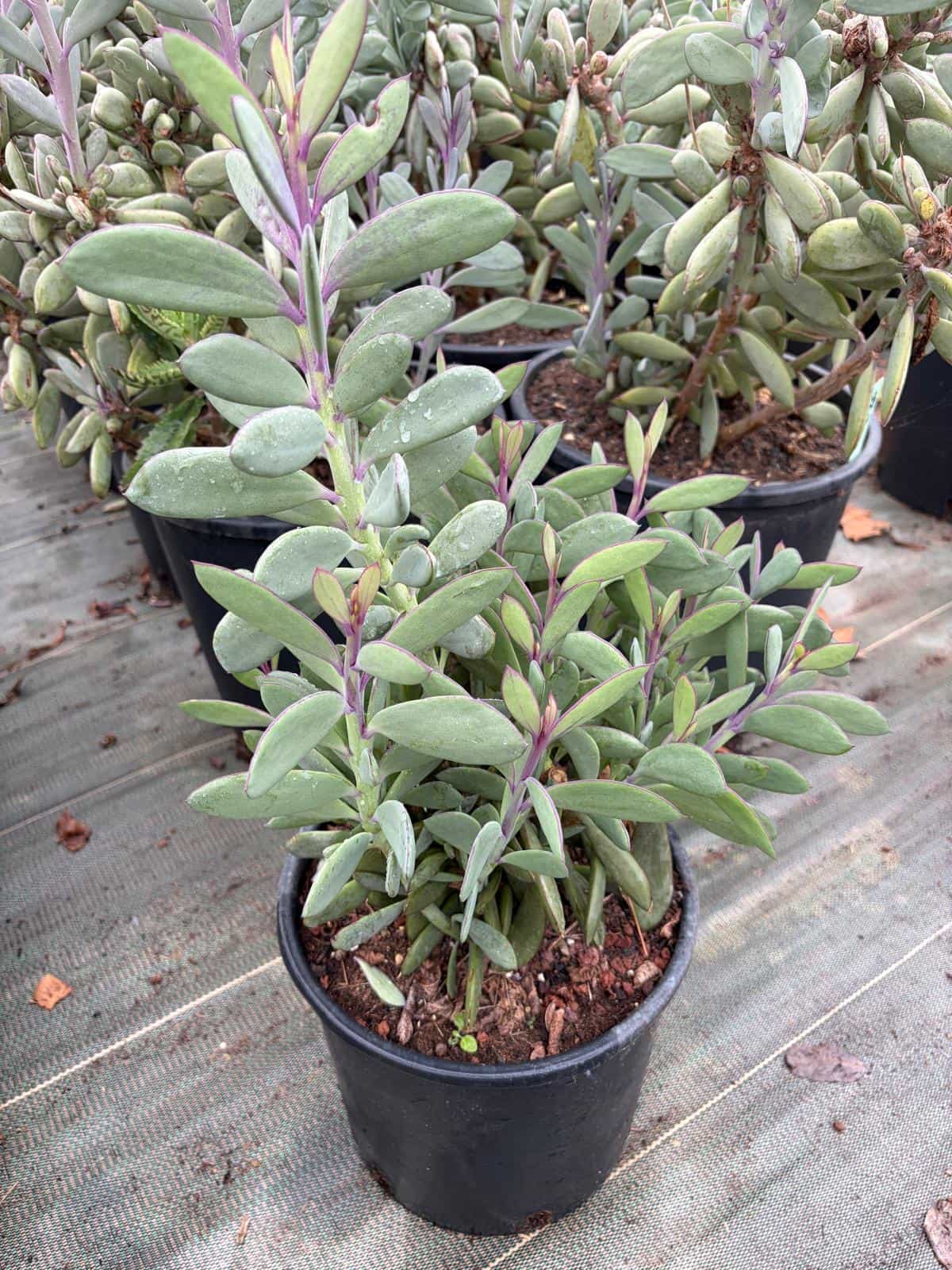 Senecio Crassissimus - Plantes Grasses - Image 2