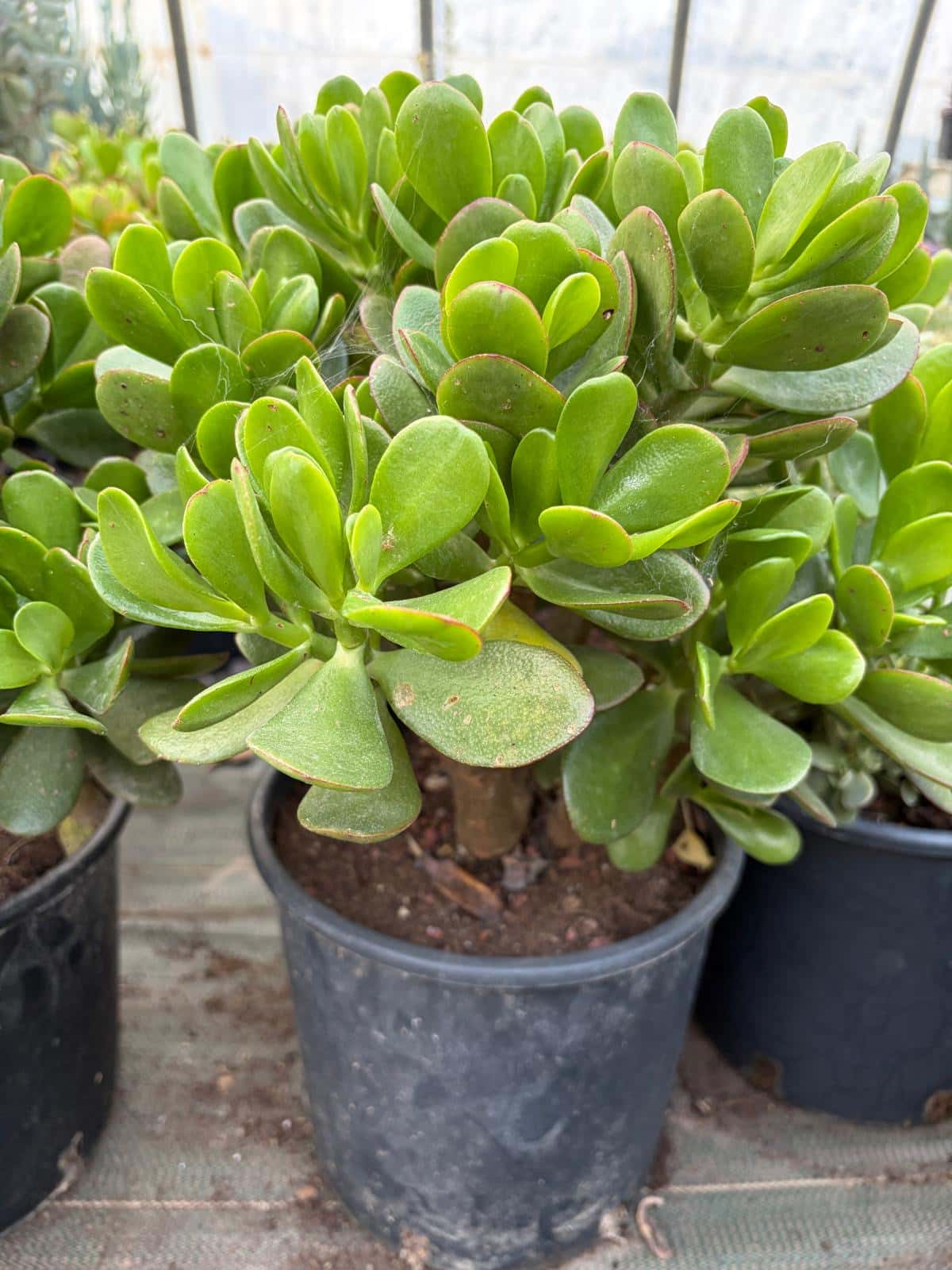 Crassula Ovata - Plantes Grasses