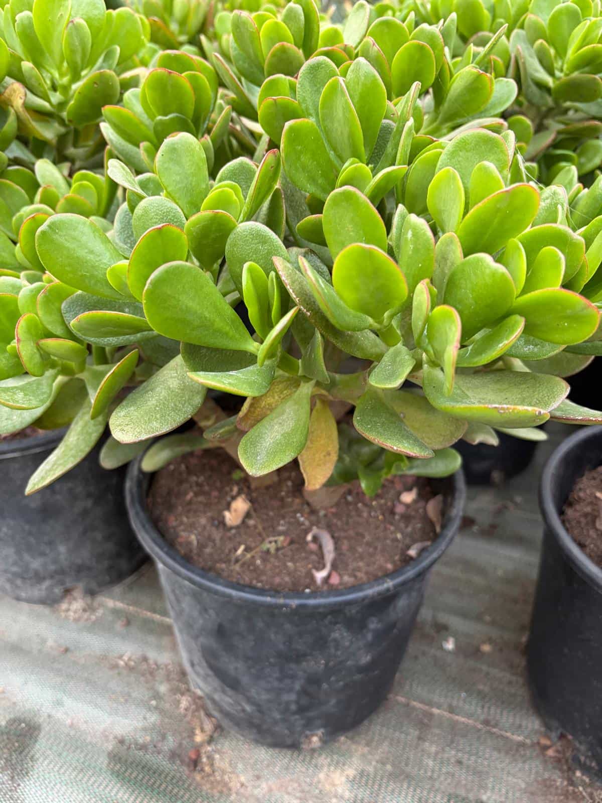 Crassula Ovata - Plantes Grasses - Image 2