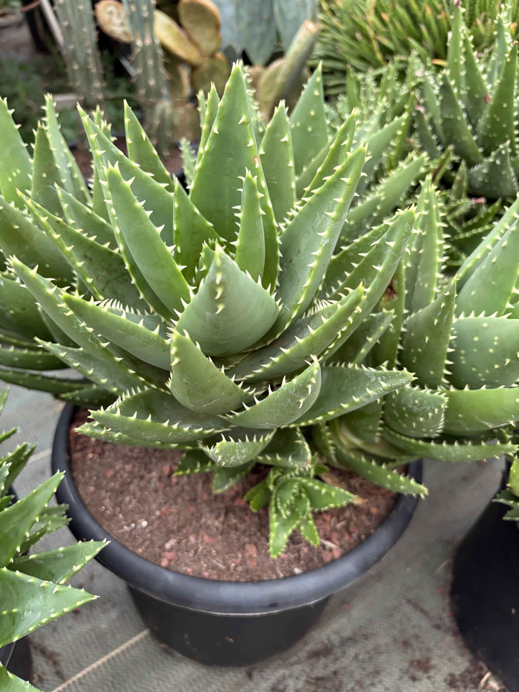 Aloe mitriformis - Aloès
