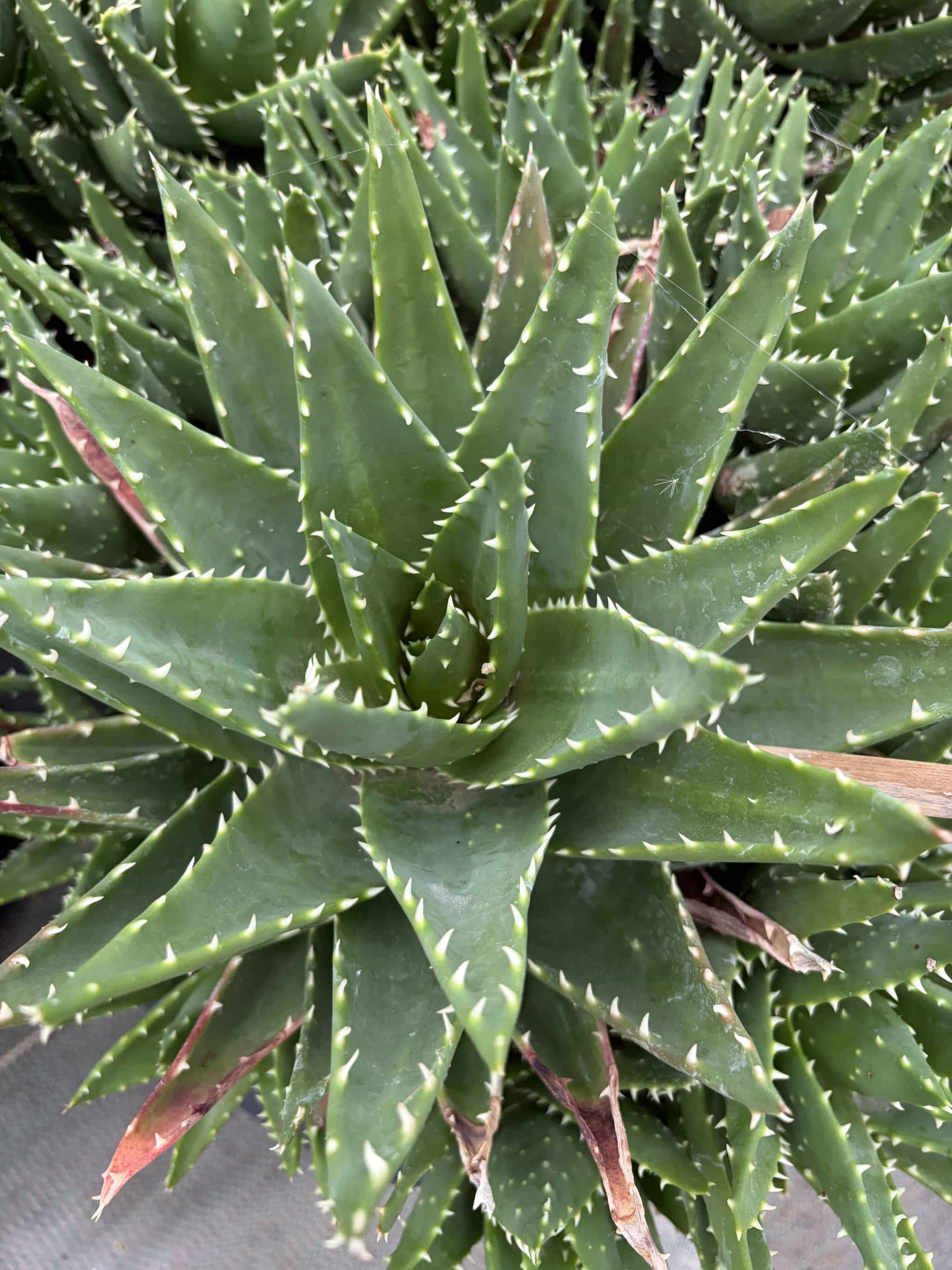 Aloe mitriformis - Aloès - Image 2