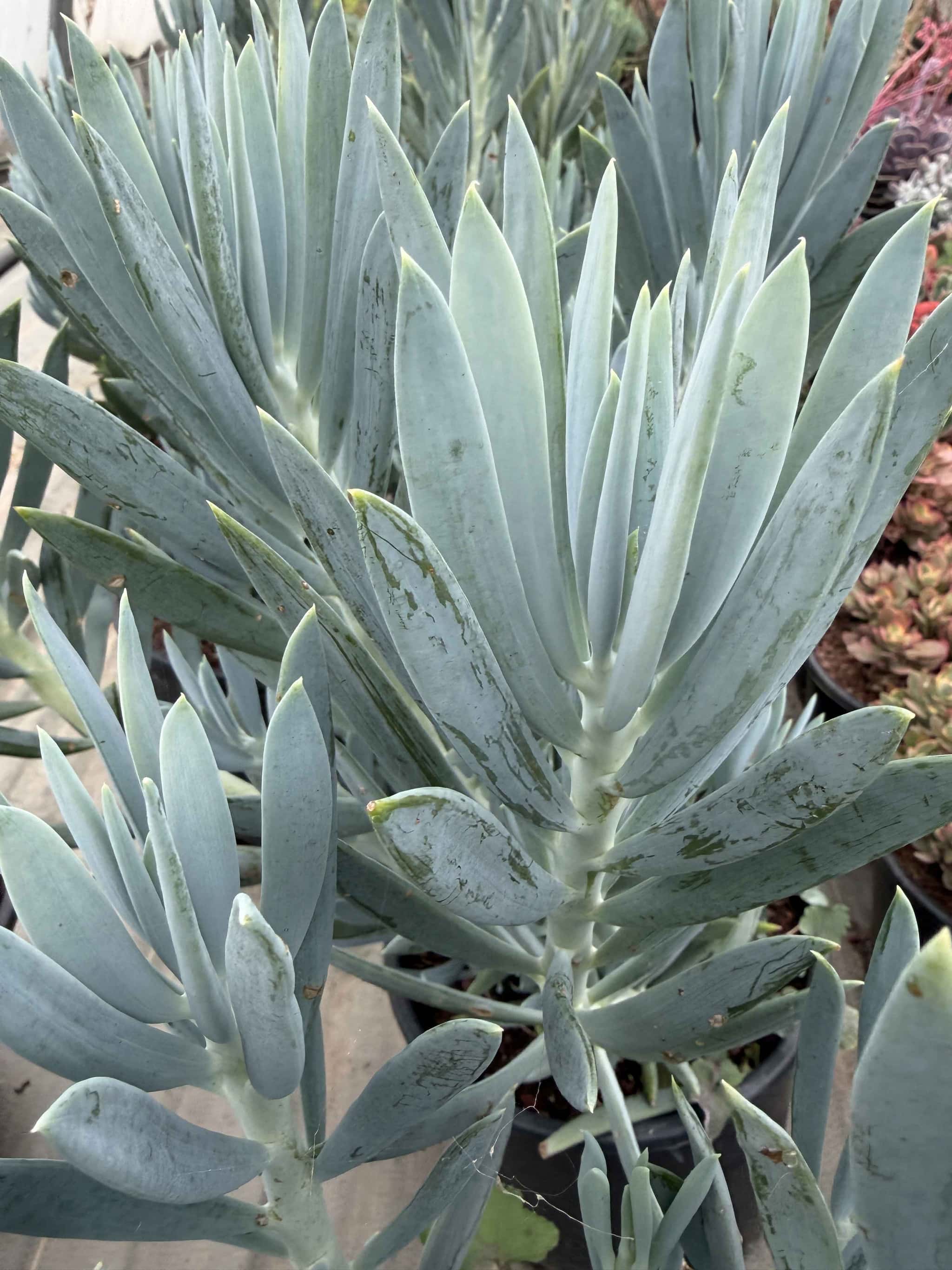 Senecio Aquarine - Plantes Grasses
