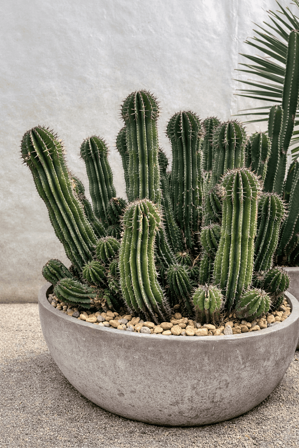 Euphorbe Horrida - Image 2