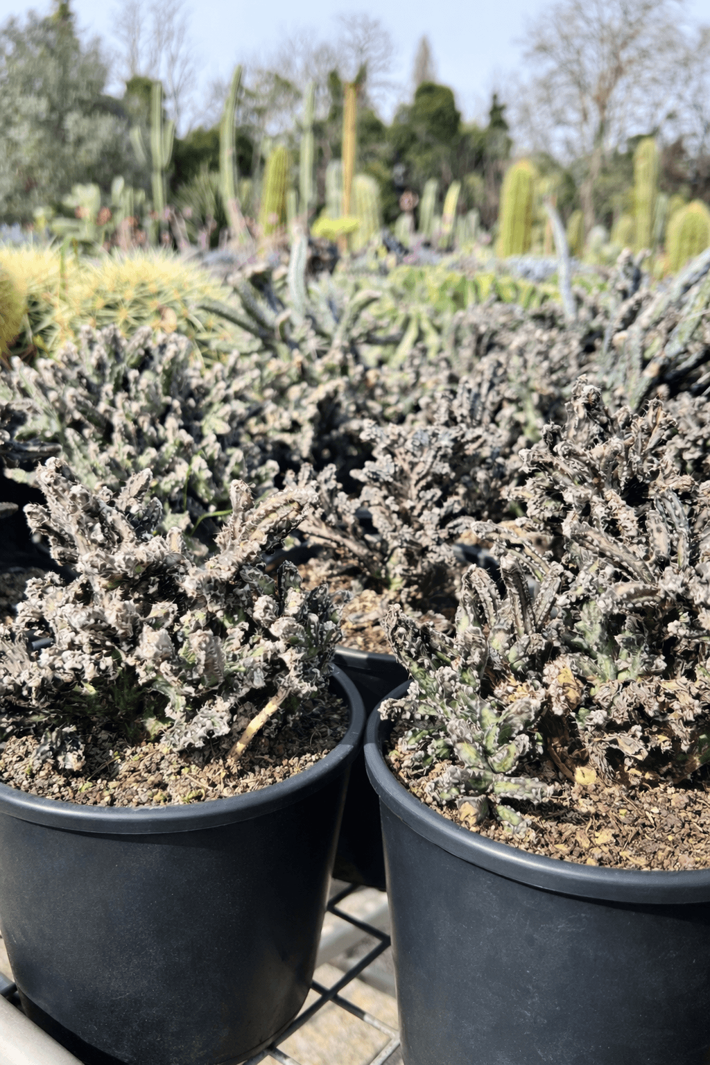 Monvillea Spegazzinii