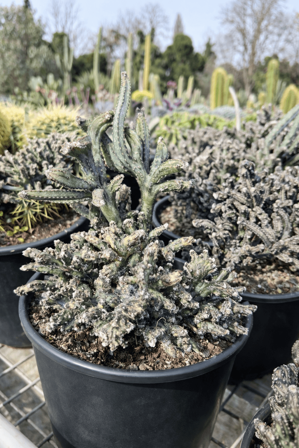 Monvillea Spegazzinii - Image 2