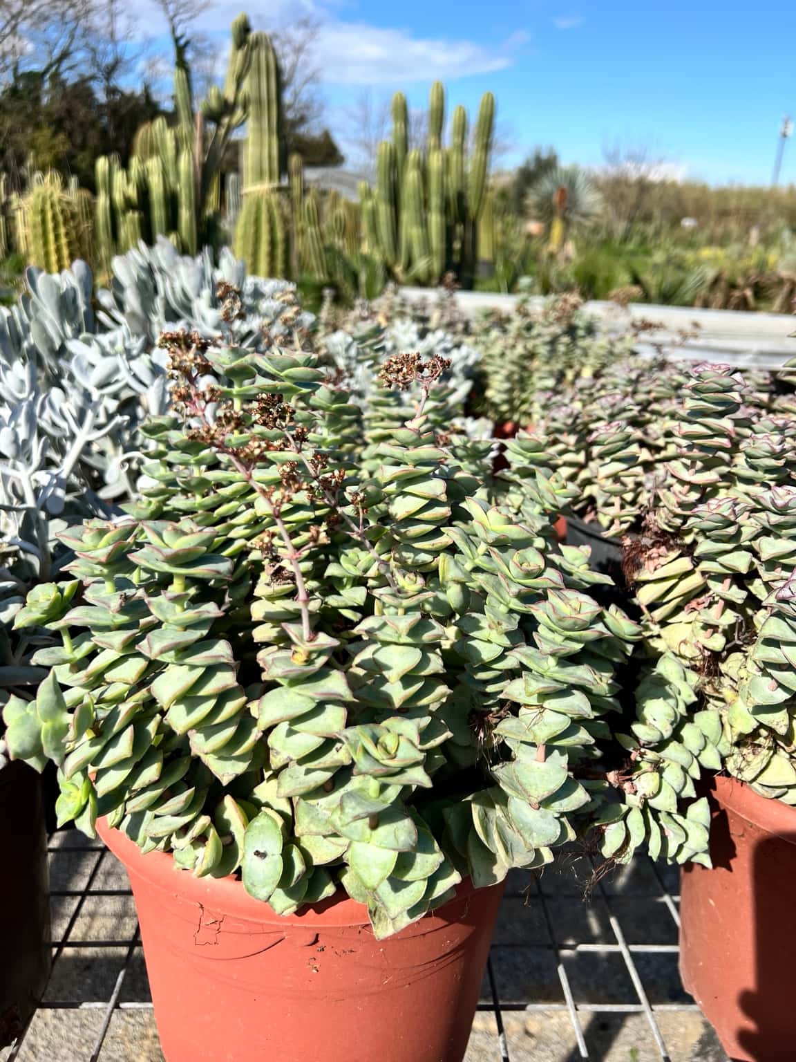 Crassula perforata