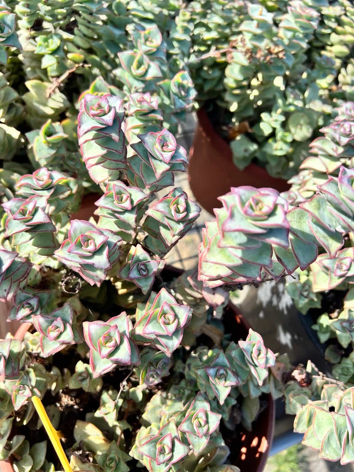 Crassula perforata - Image 2