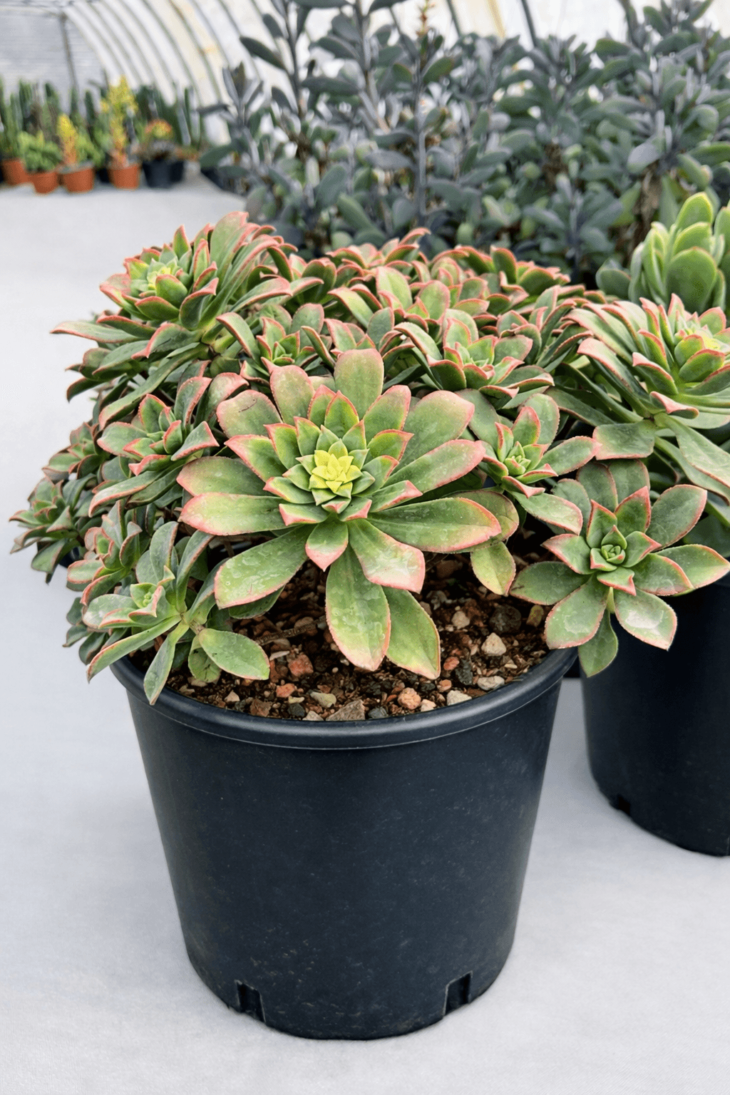 Aeonium haworthii ‘Kiwi’