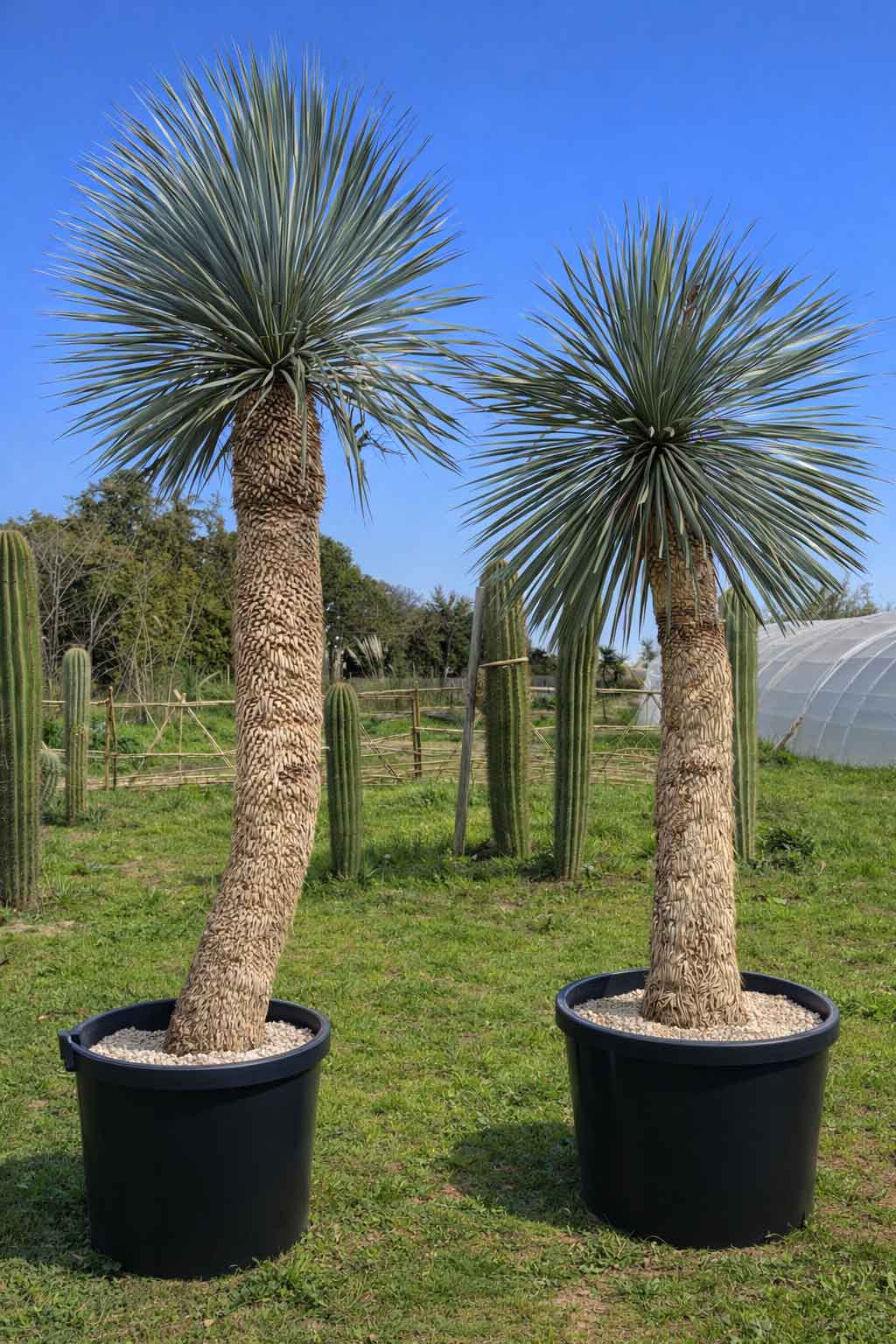 Yucca Rostrata XXL - Image 2