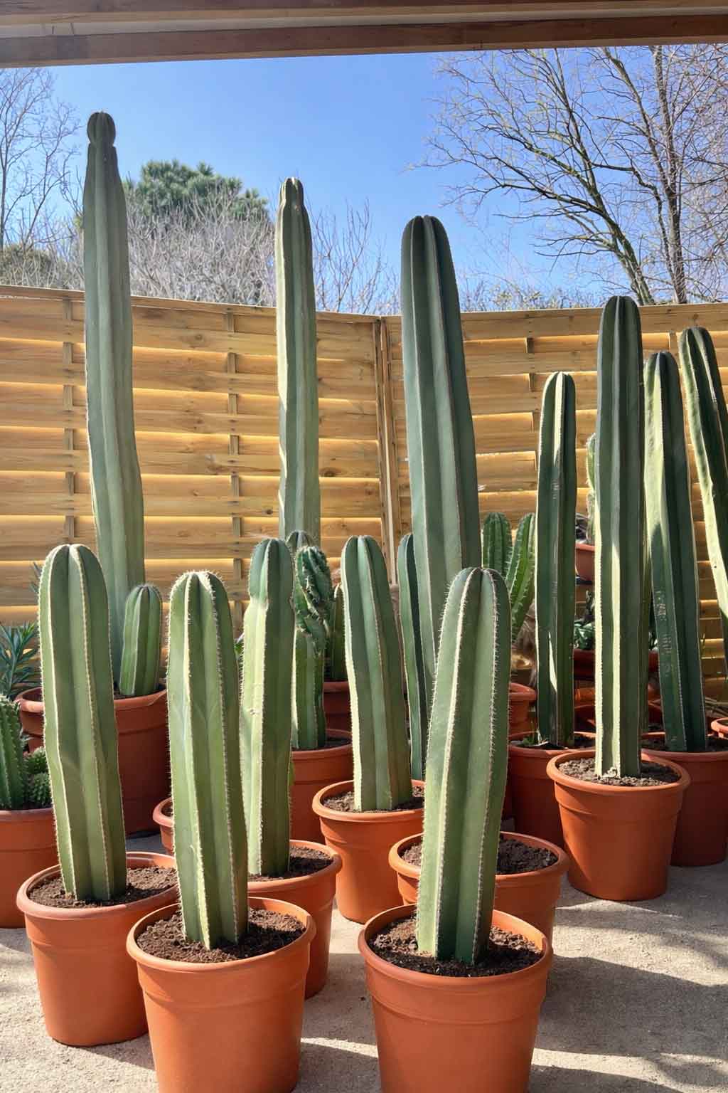 Pachycereus Marginatus