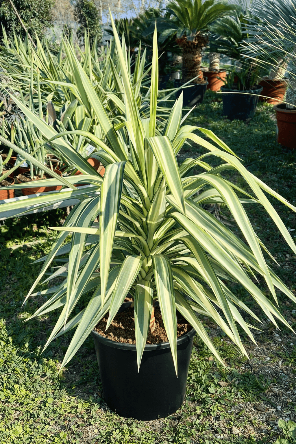 Yucca Elephantipe Jewel