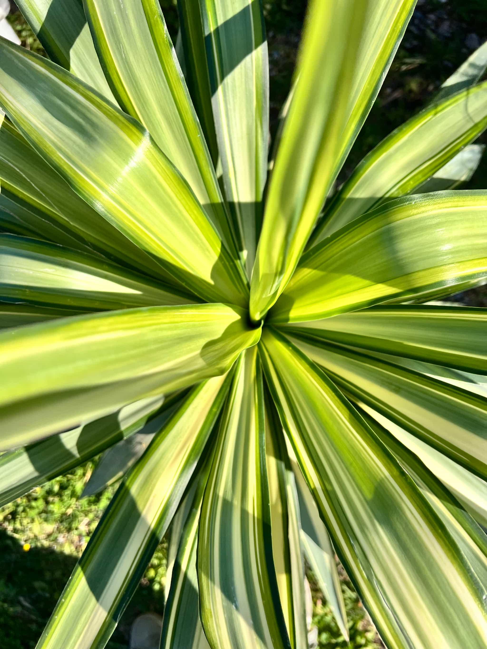 Yucca Elephantipe Jewel - Image 2