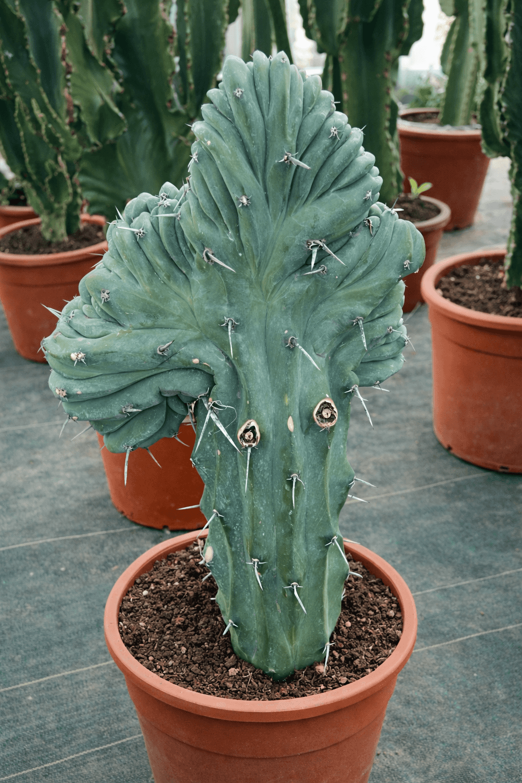 Myrtillocactus Geometrizans Cristata