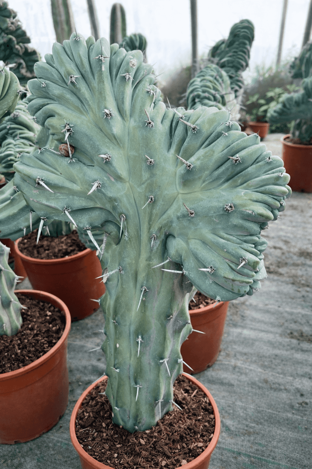 Myrtillocactus Geometrizans Cristata - Image 2