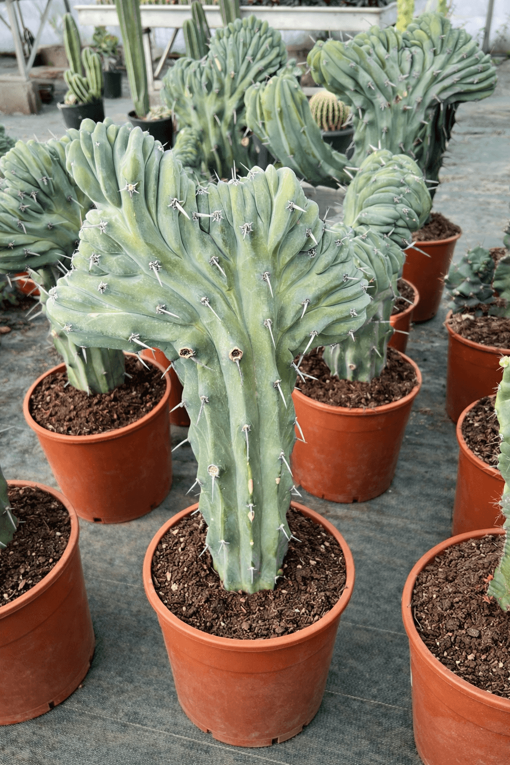 Myrtillocactus Geometrizans Cristata - Image 2