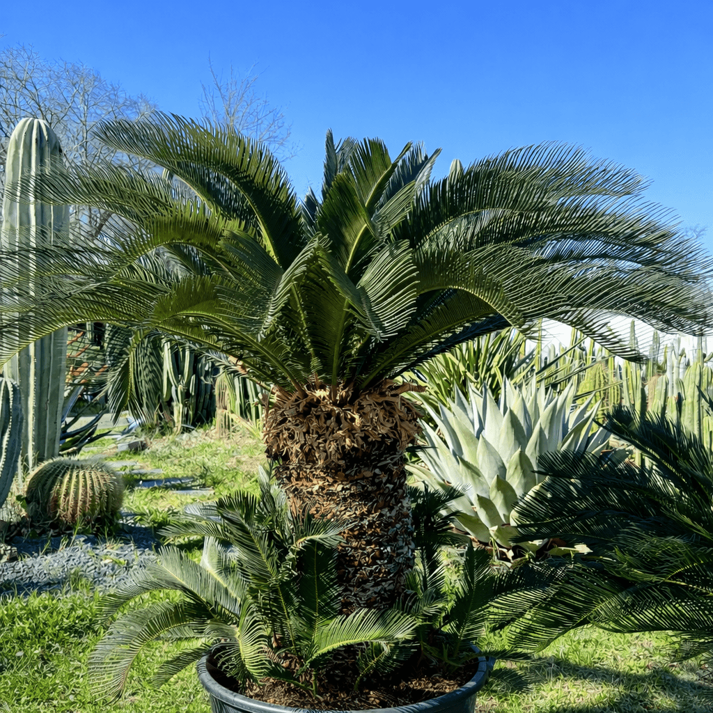 Cycas Revoluta - Image 2
