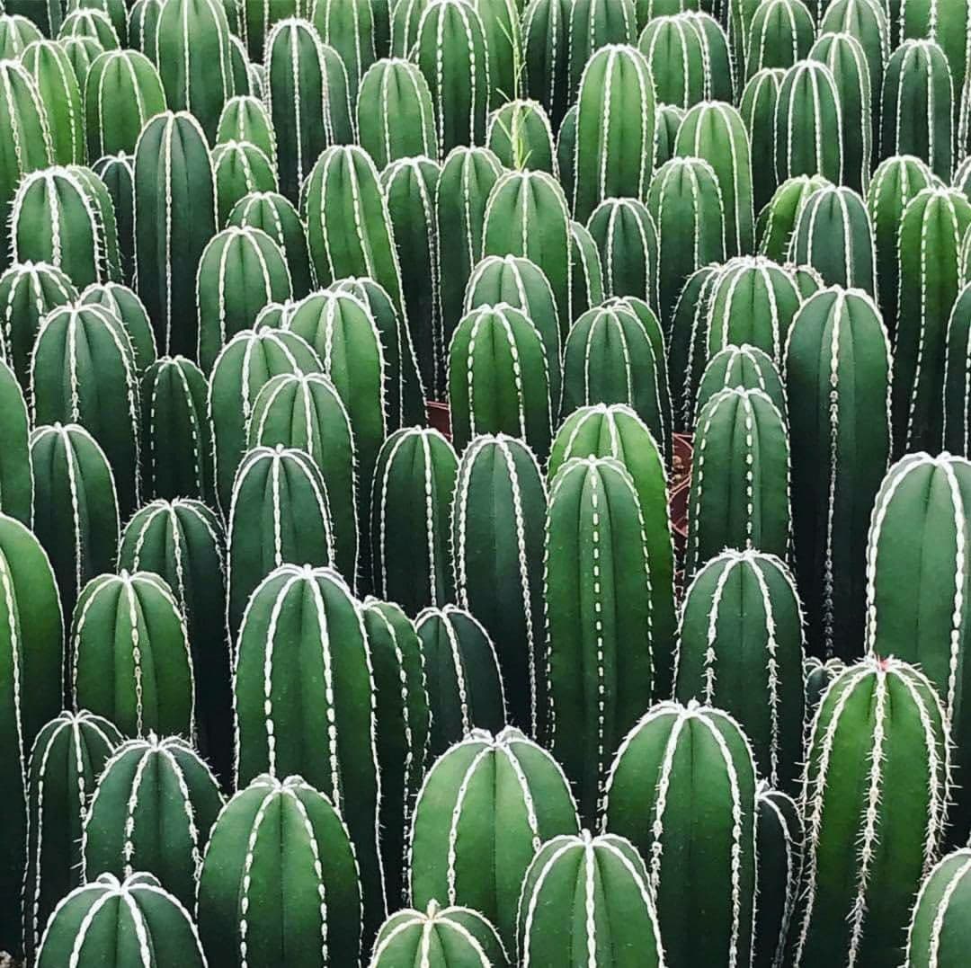 Haie de cactus : la clôture naturelle sans arrosage idéale pour jardin sec
