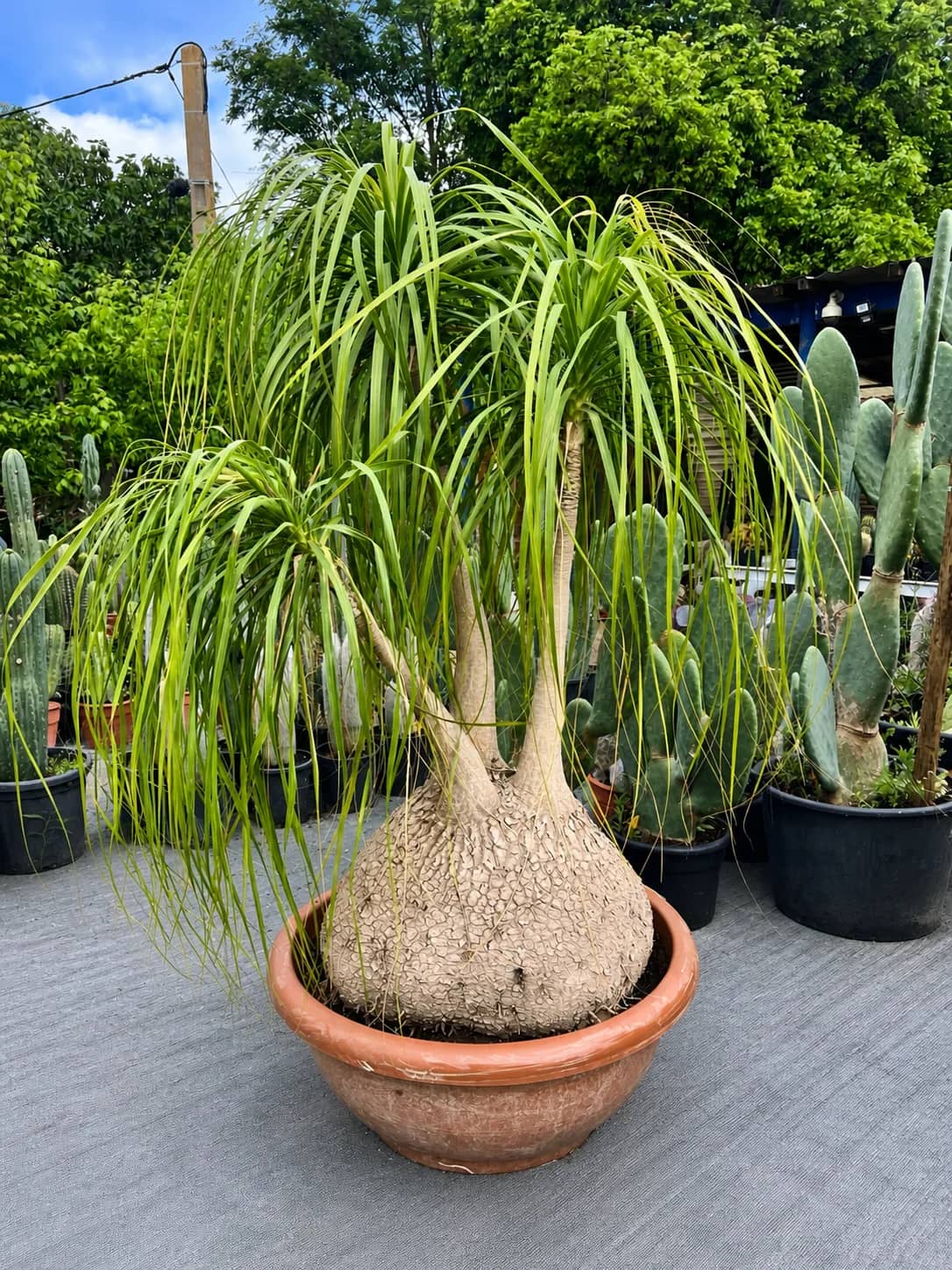 Beaucarnea Recurvata - Atypic Cactus