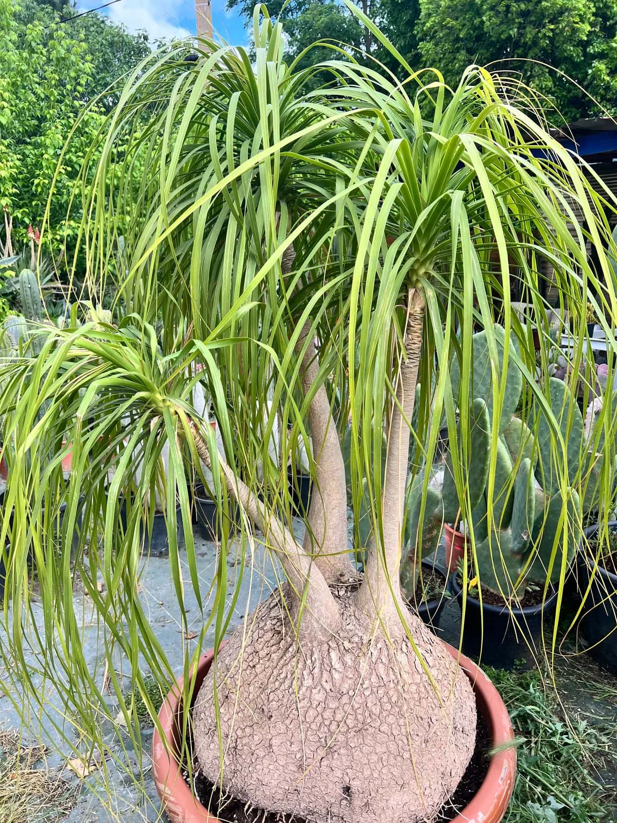 Beaucarnea Recurvata - Pied d'Éléphant - Atypic Cactus