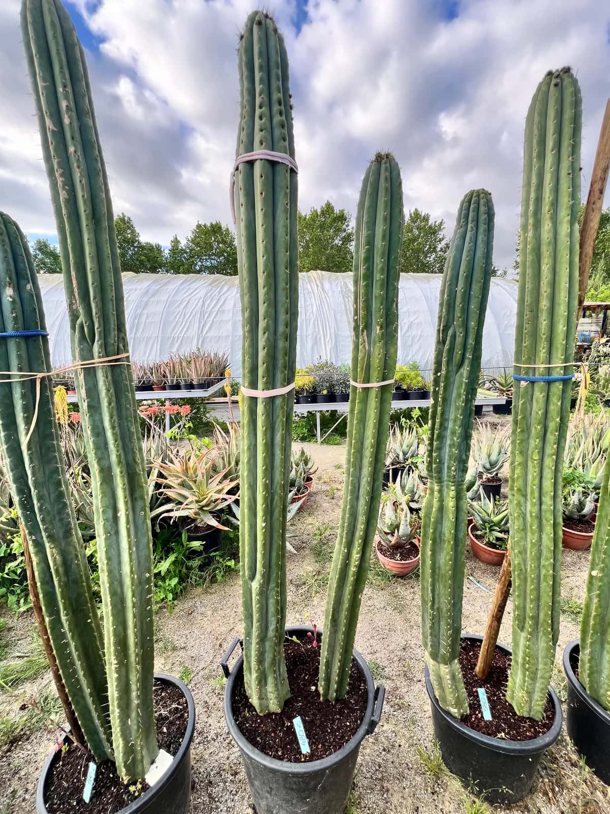 Grand trichocereus pachanoi en groupe - Cactus