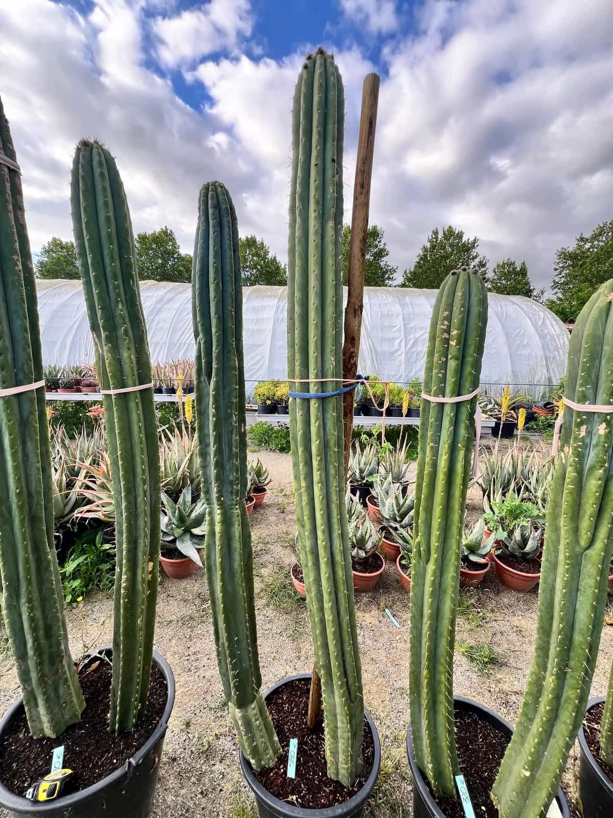 Grand trichocereus pachanoi en groupe - Cactus - Image 2