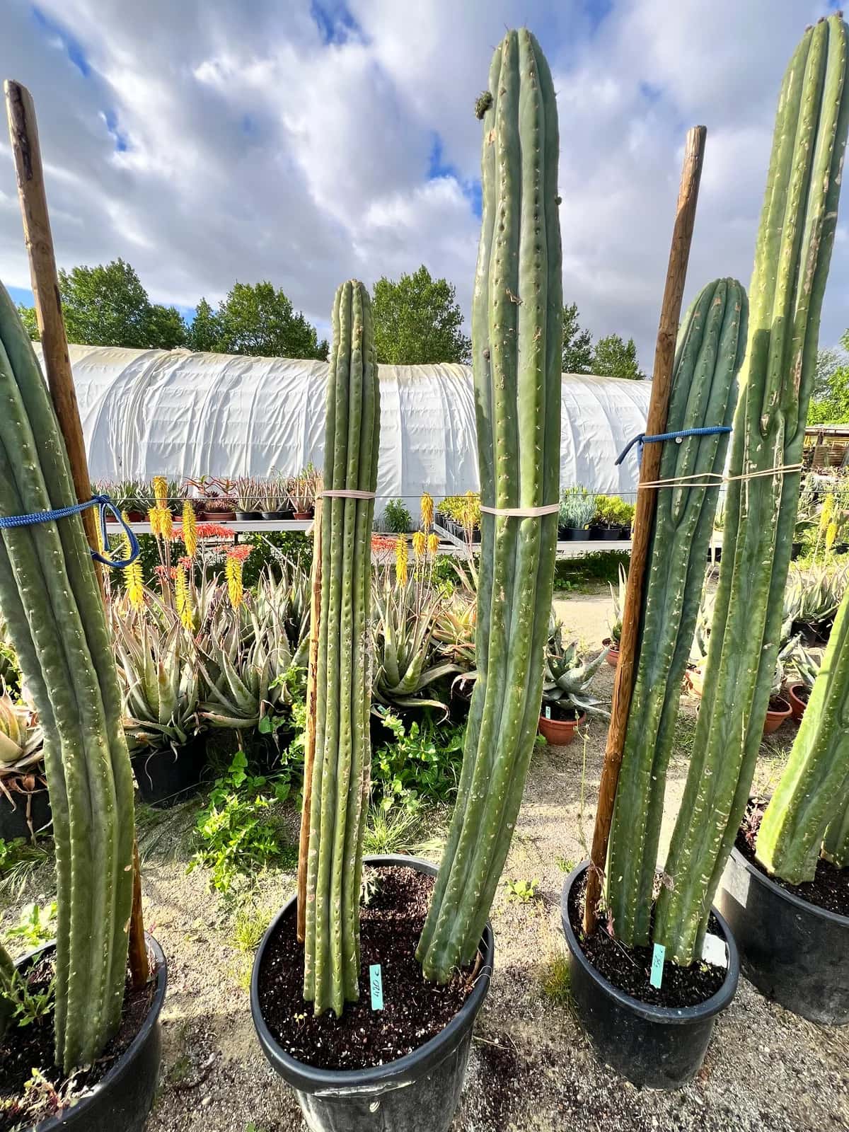 Grand Trichocereus Pachanoi en groupe - Atypic Cactus