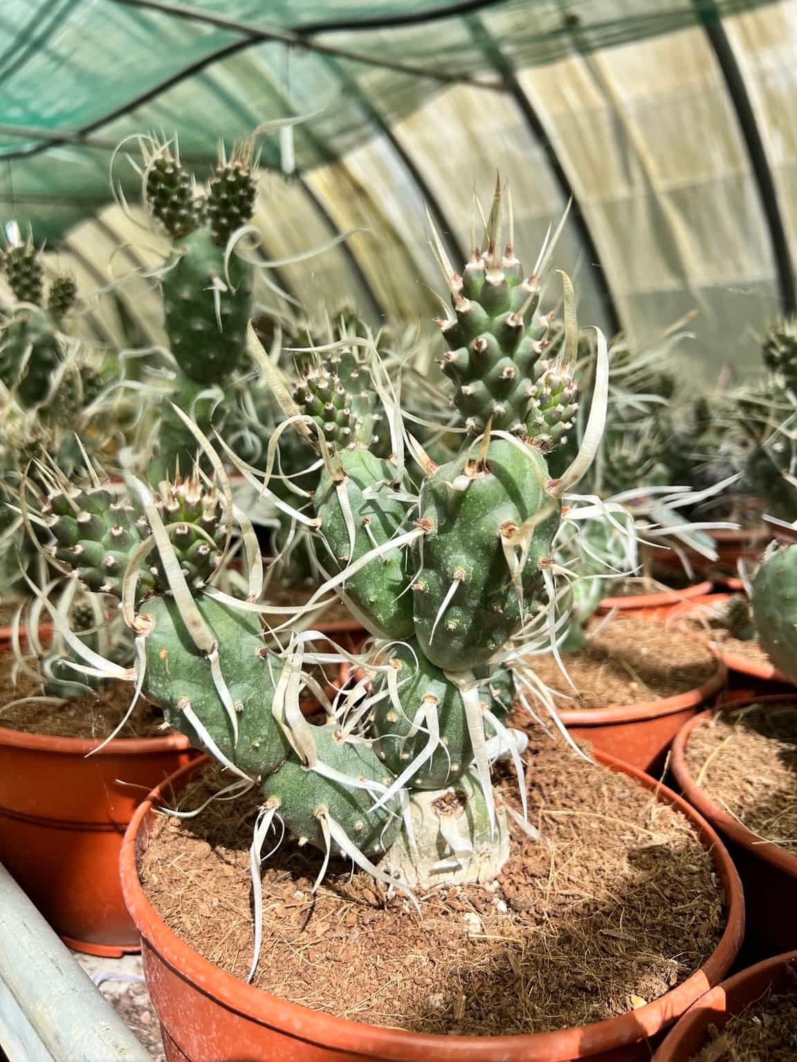 Tephrocactus Articulatus - Image 2