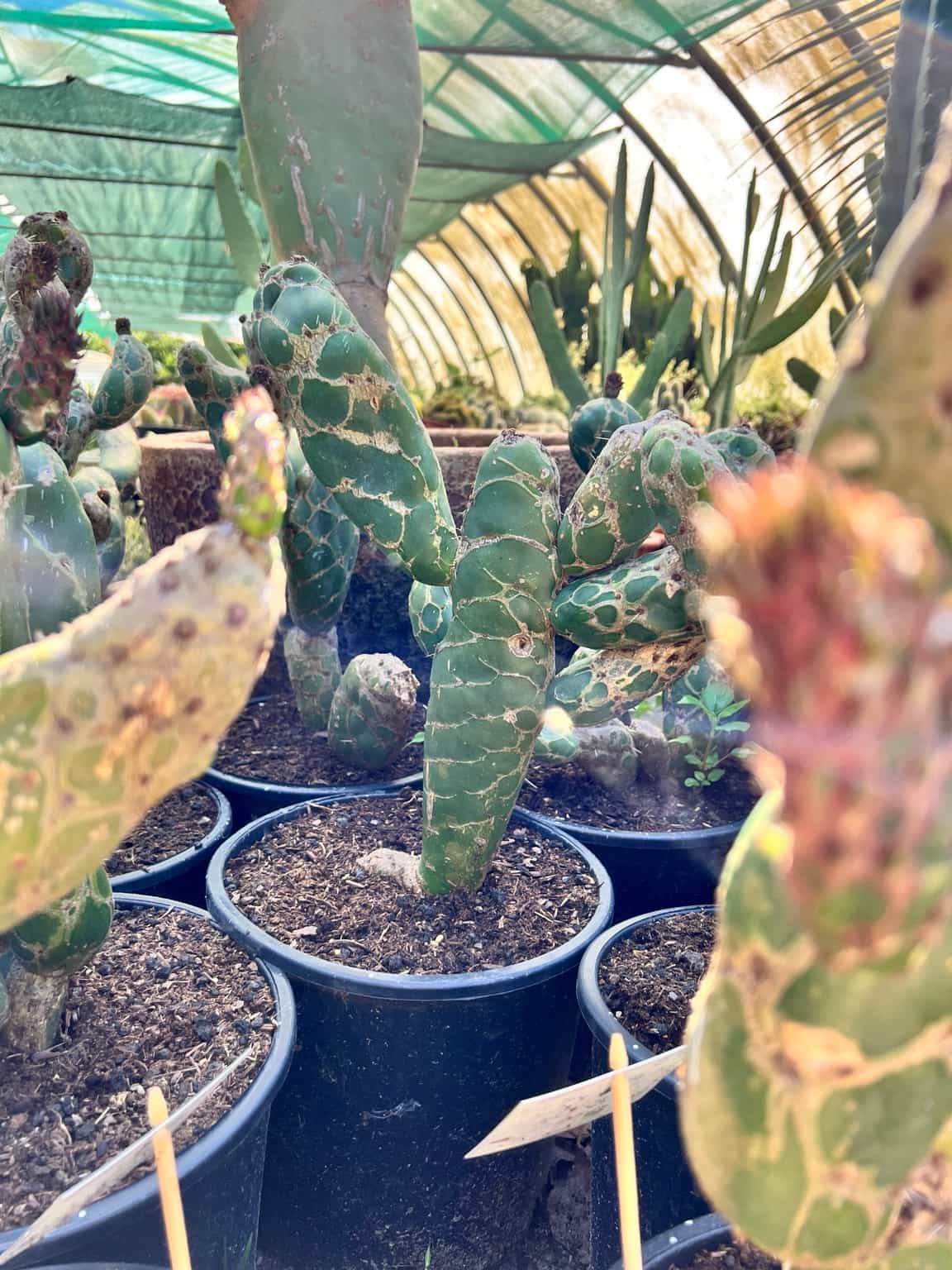 Opuntia zebrina reticulata ‘Cobra’ - Image 2