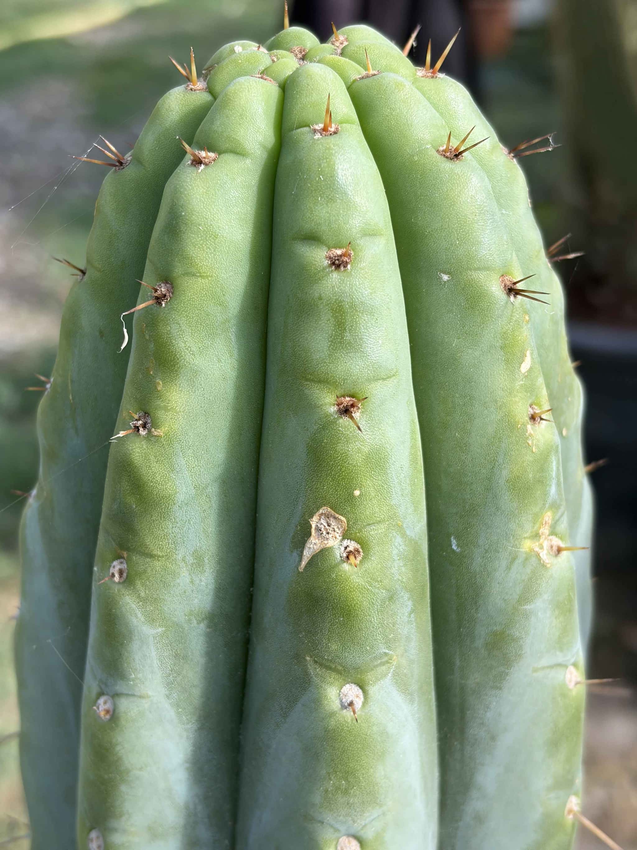 Bouture Trichocereus pachanoi - Boutures