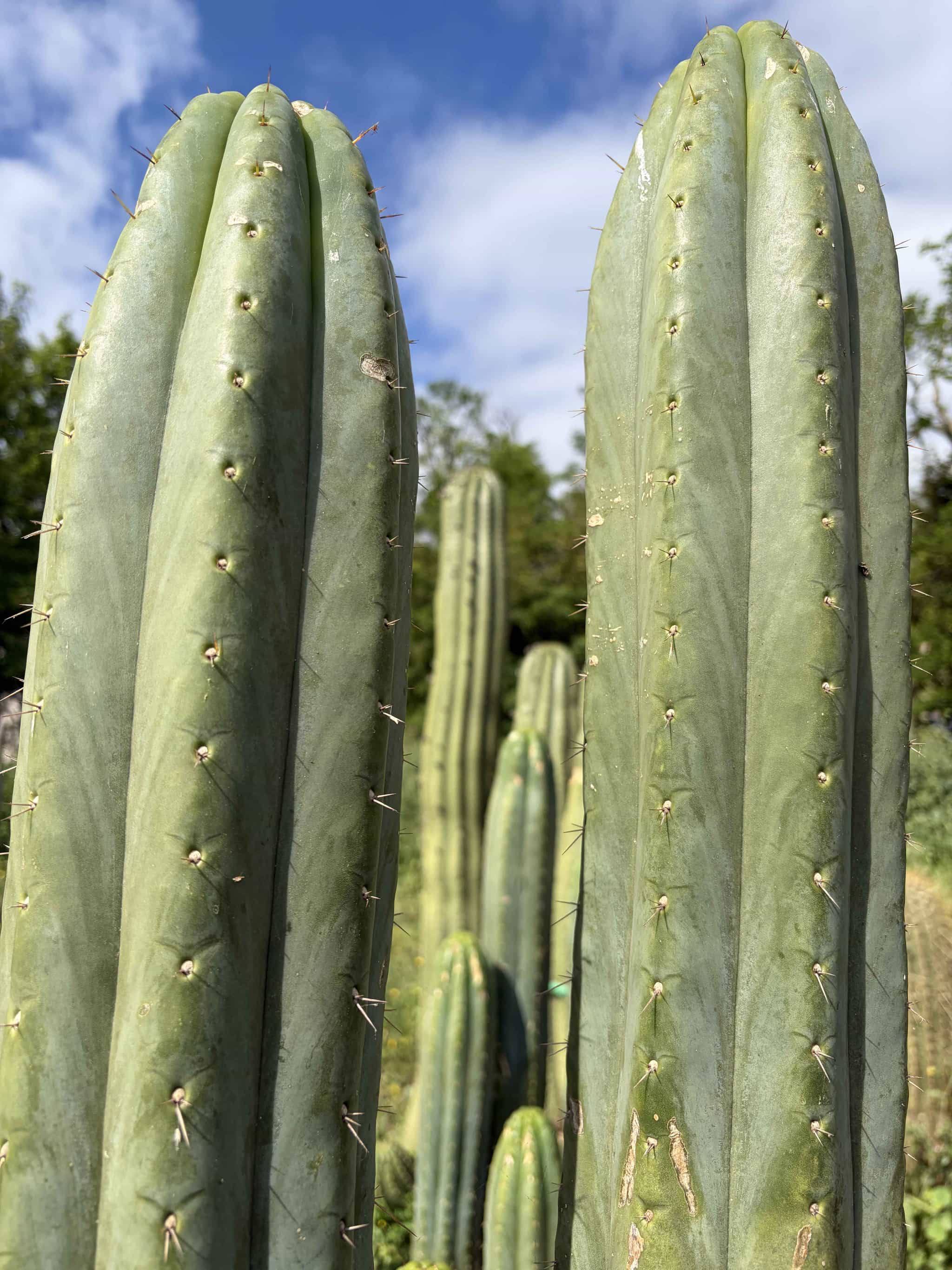 Bouture Trichocereus pachanoi - Boutures - Image 2