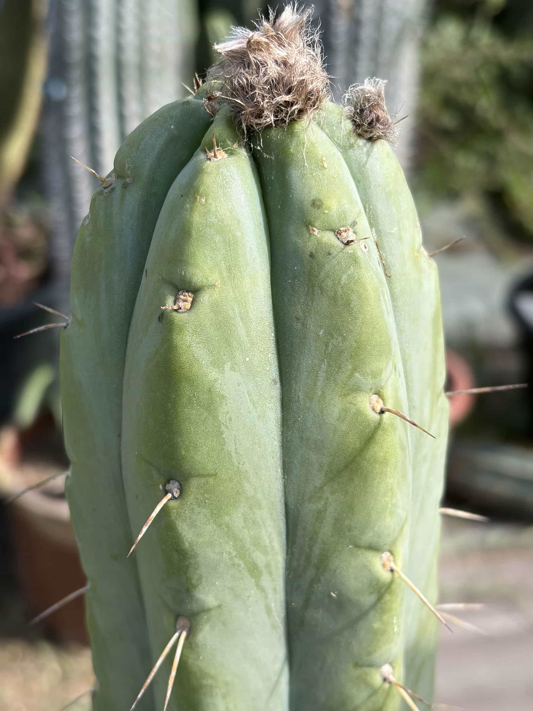 Trichocereus Bridgesii -Boutures- - Boutures - Image 2