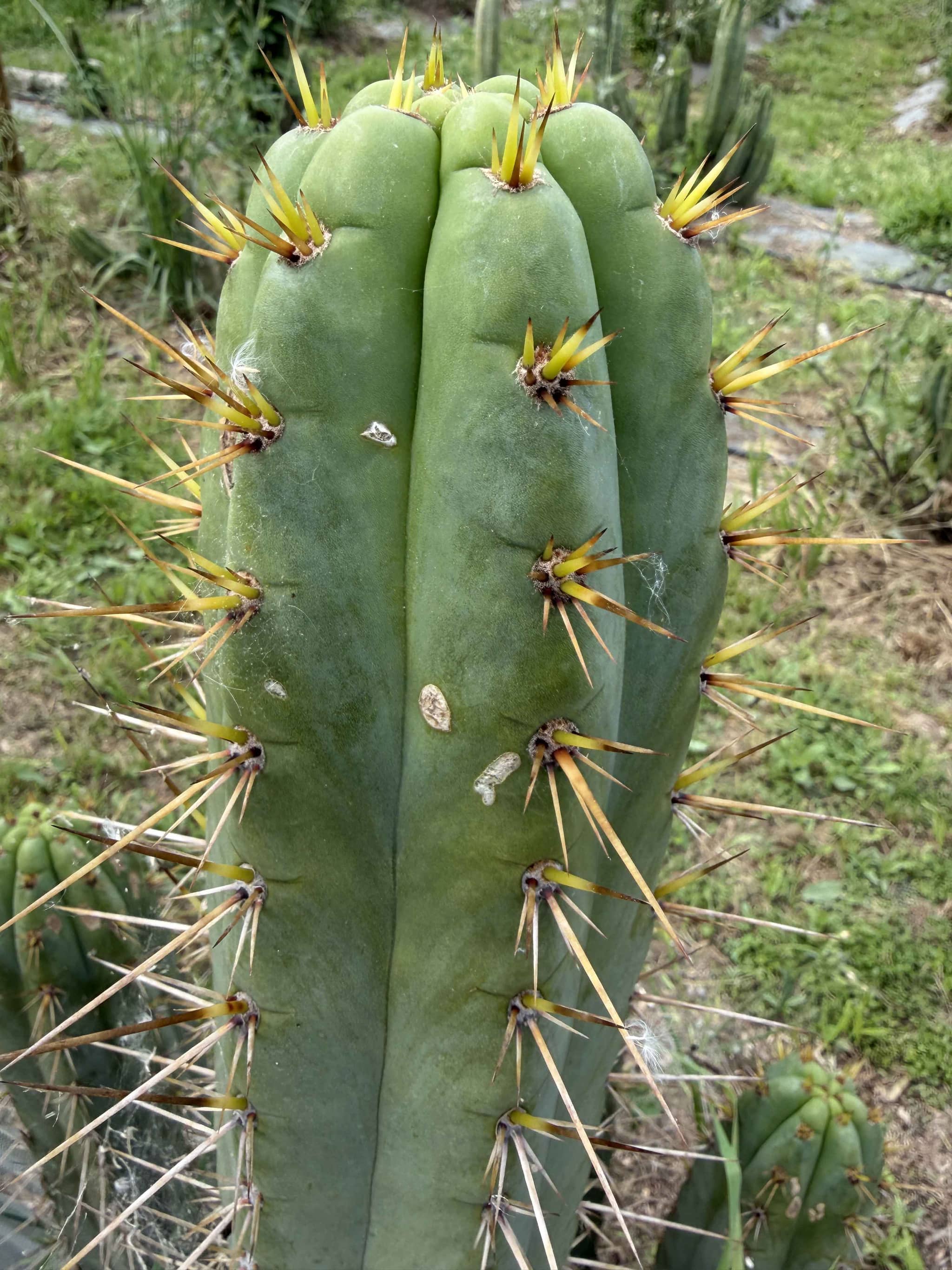 Trichocereus cuzcoensis