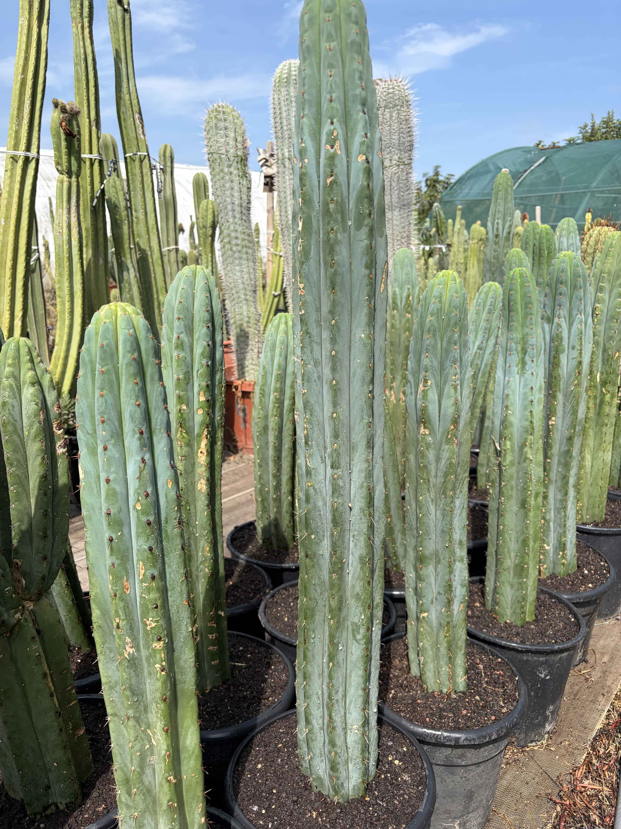 Trichocereus Echinopsis Pachanoi - Cactus