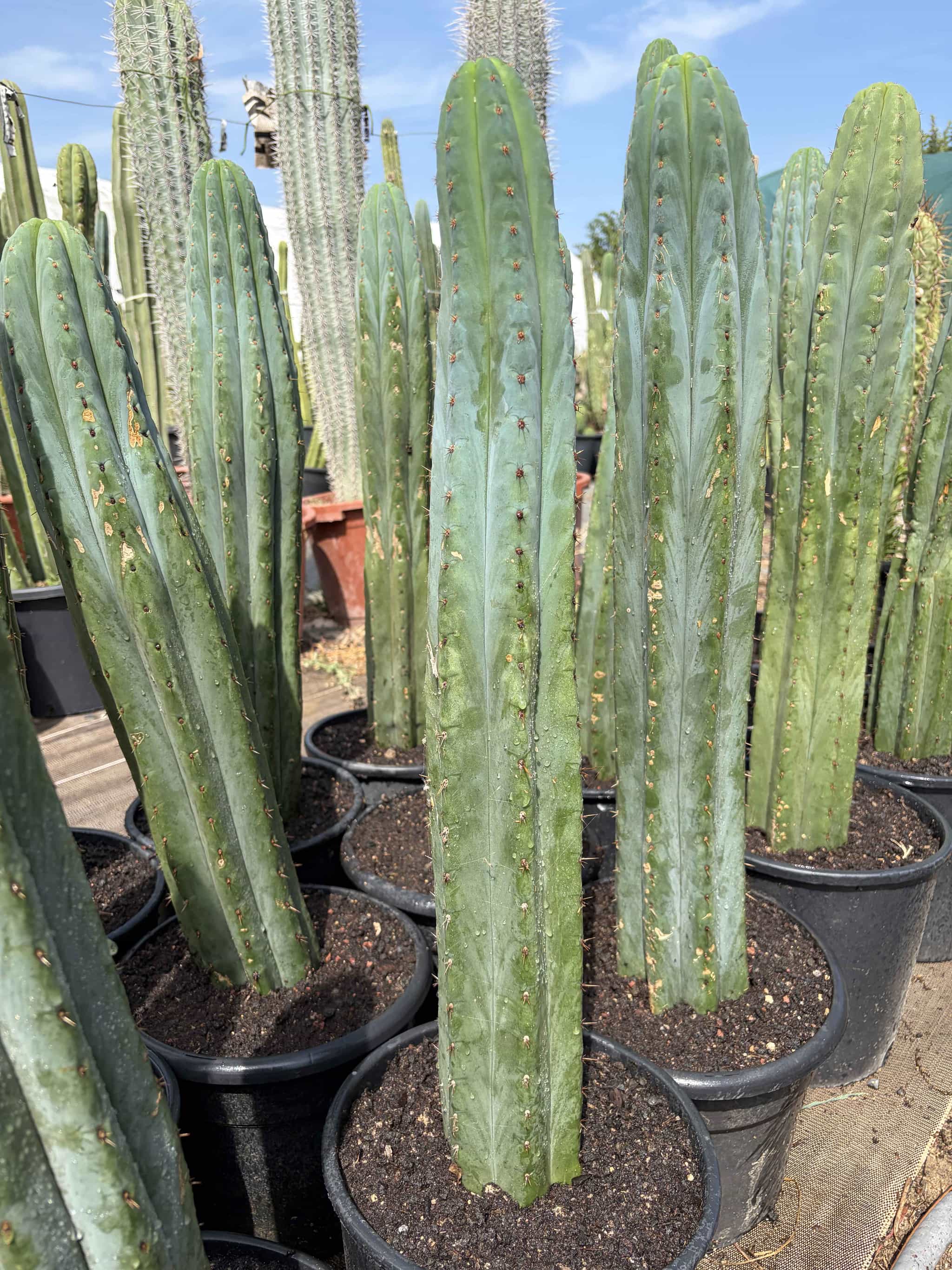 Trichocereus Echinopsis Pachanoi - Cactus - Image 2