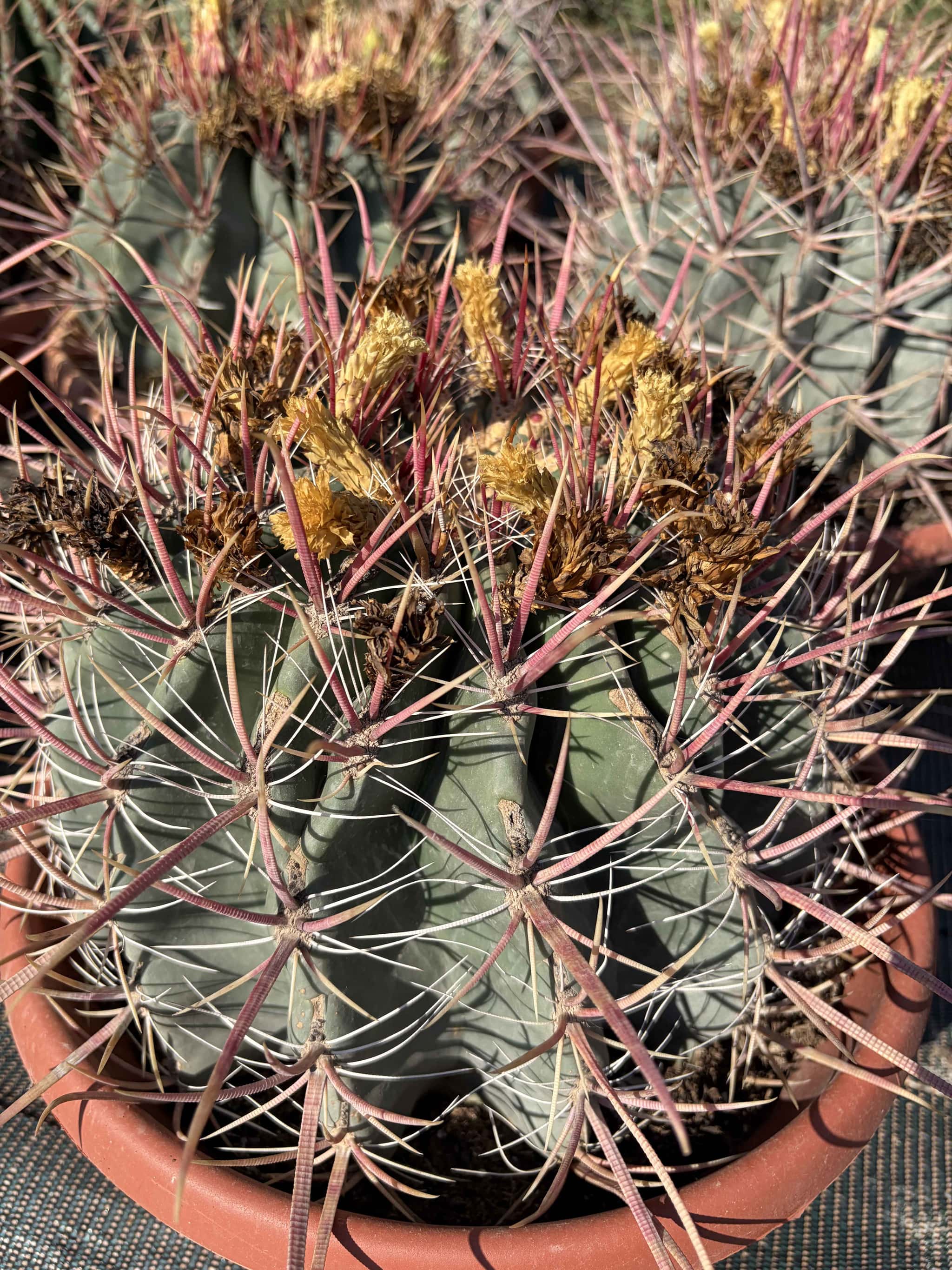 Ferocactus Emory Rectispinus