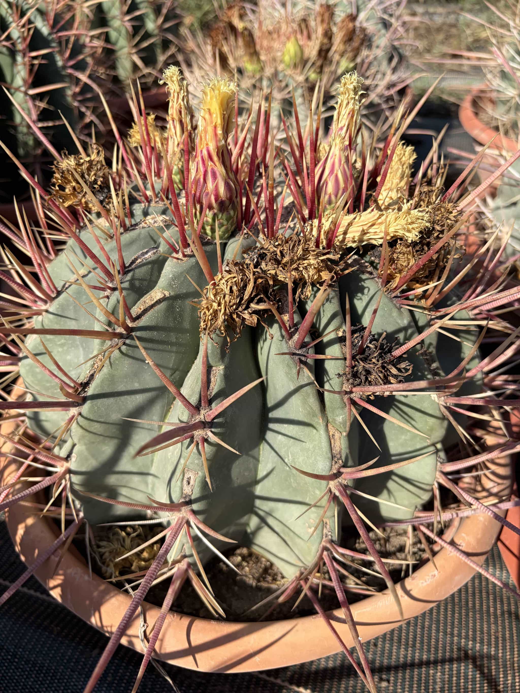 Ferocactus Emory Rectispinus - Image 2