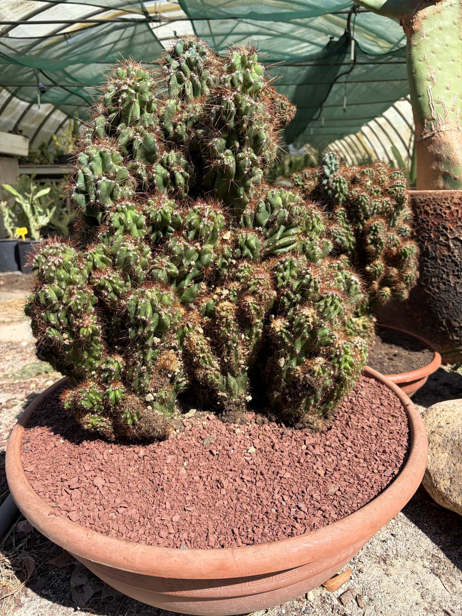 Cereus Repandus Monstruosus - Cactus - Image 2