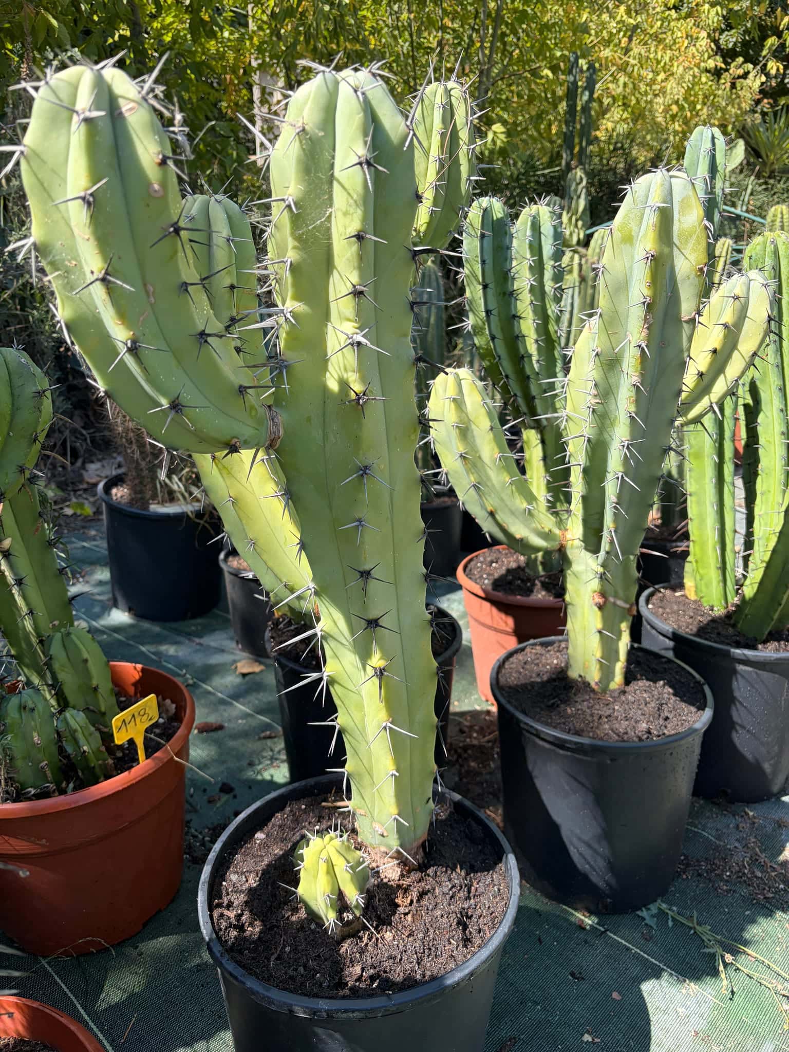 Myrtillocactus Geometrizans