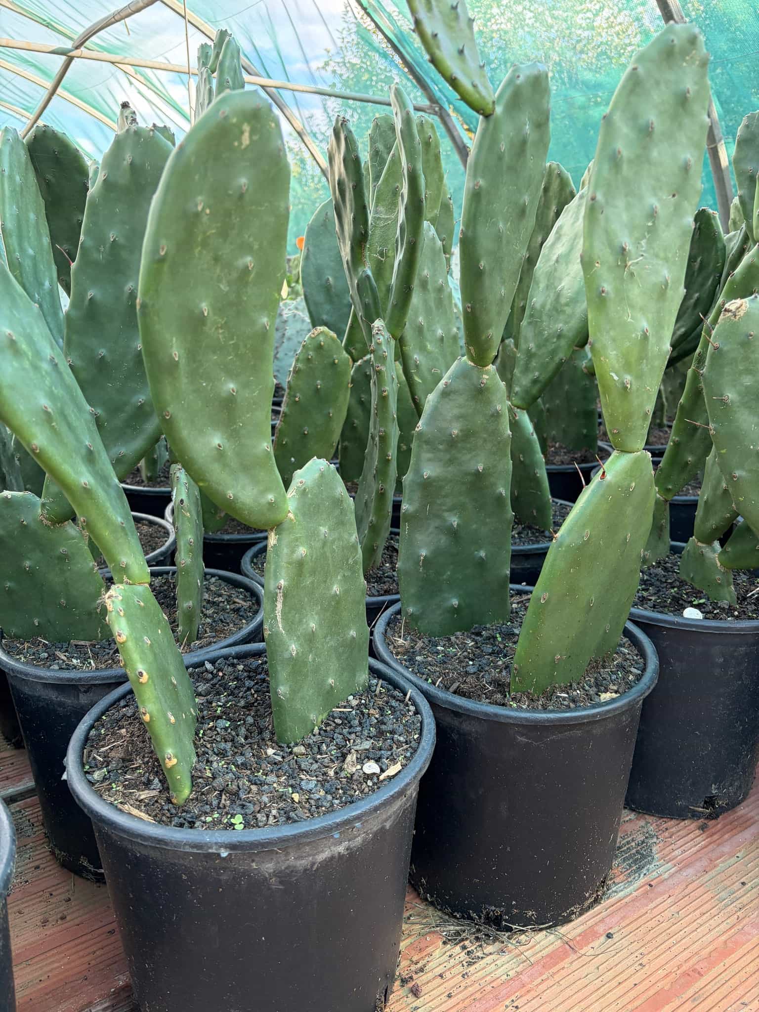 Opuntia Anacantha - Lot de 2 - Cactus - Image 2