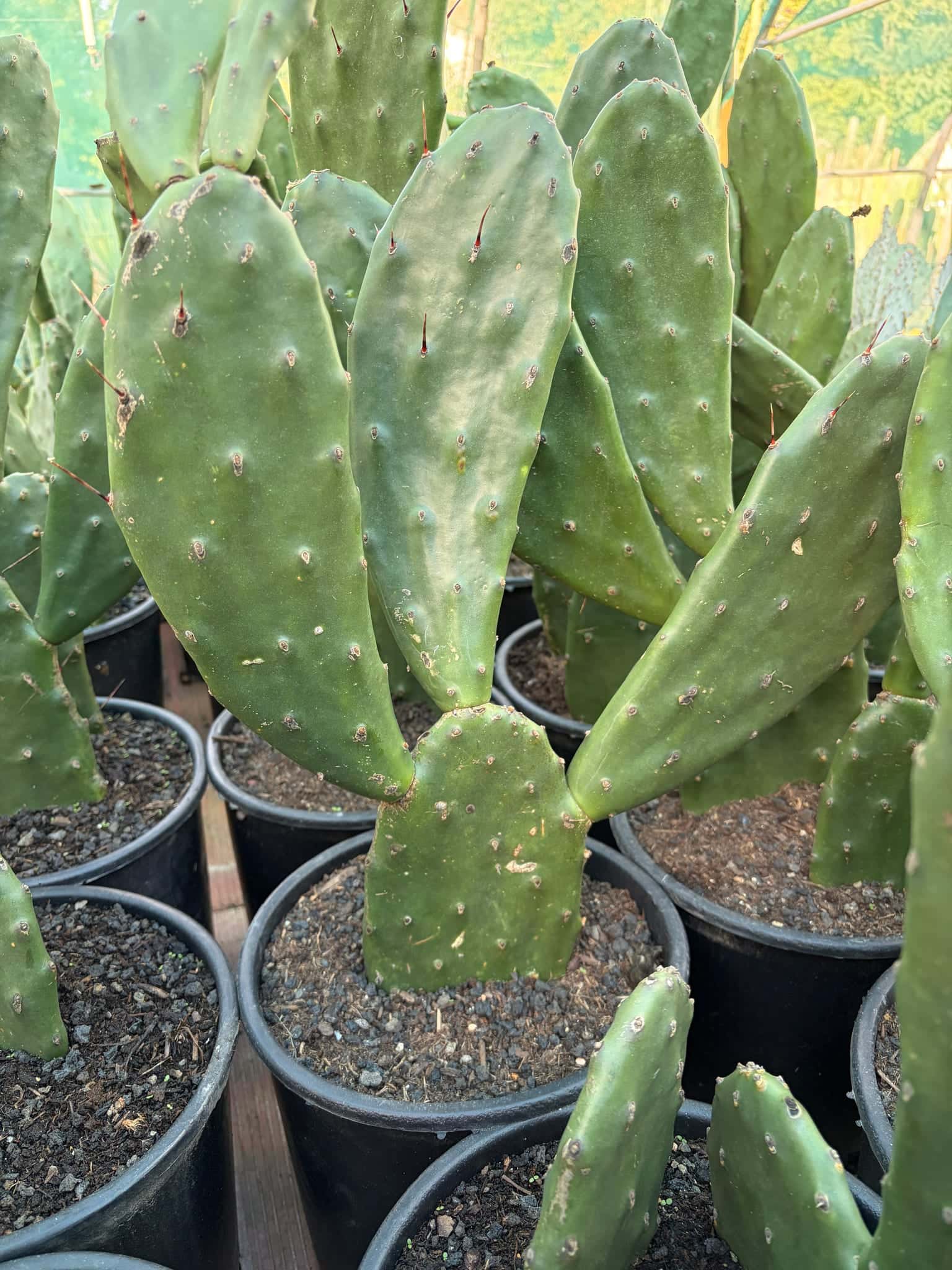 Opuntia Anacantha - Lot de 2 - photo 3