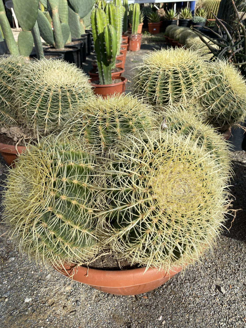 floris cactus Cereus Forbesii Spiralis (Spiral Cactus) – Kesslers Cacti