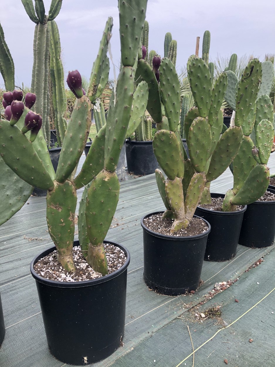 Opuntia Anacantha - Opuntia | Atypic Cactus