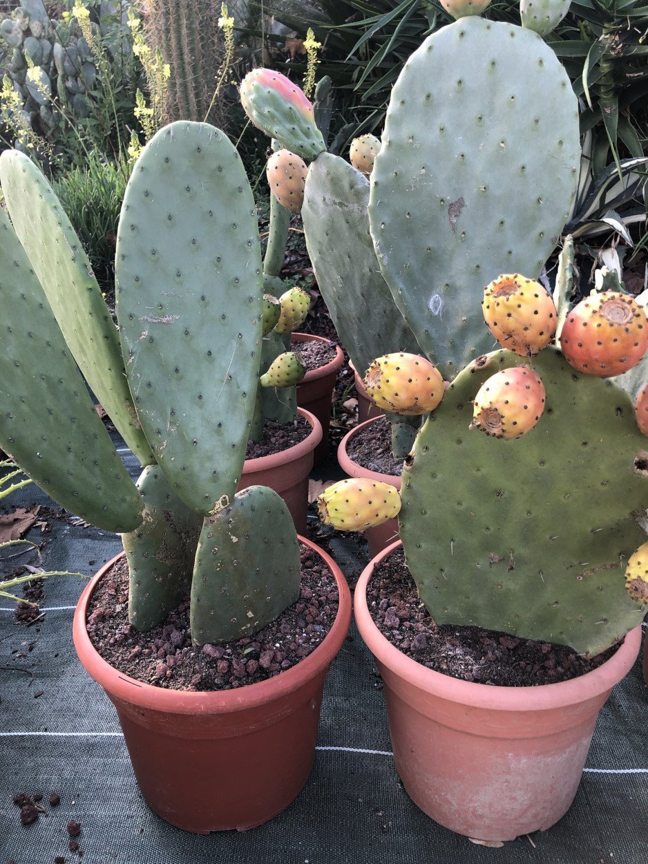 Figuier de Barbarie - Opuntia Ficus Indica Rsistant au Gel | Atypic Cactus