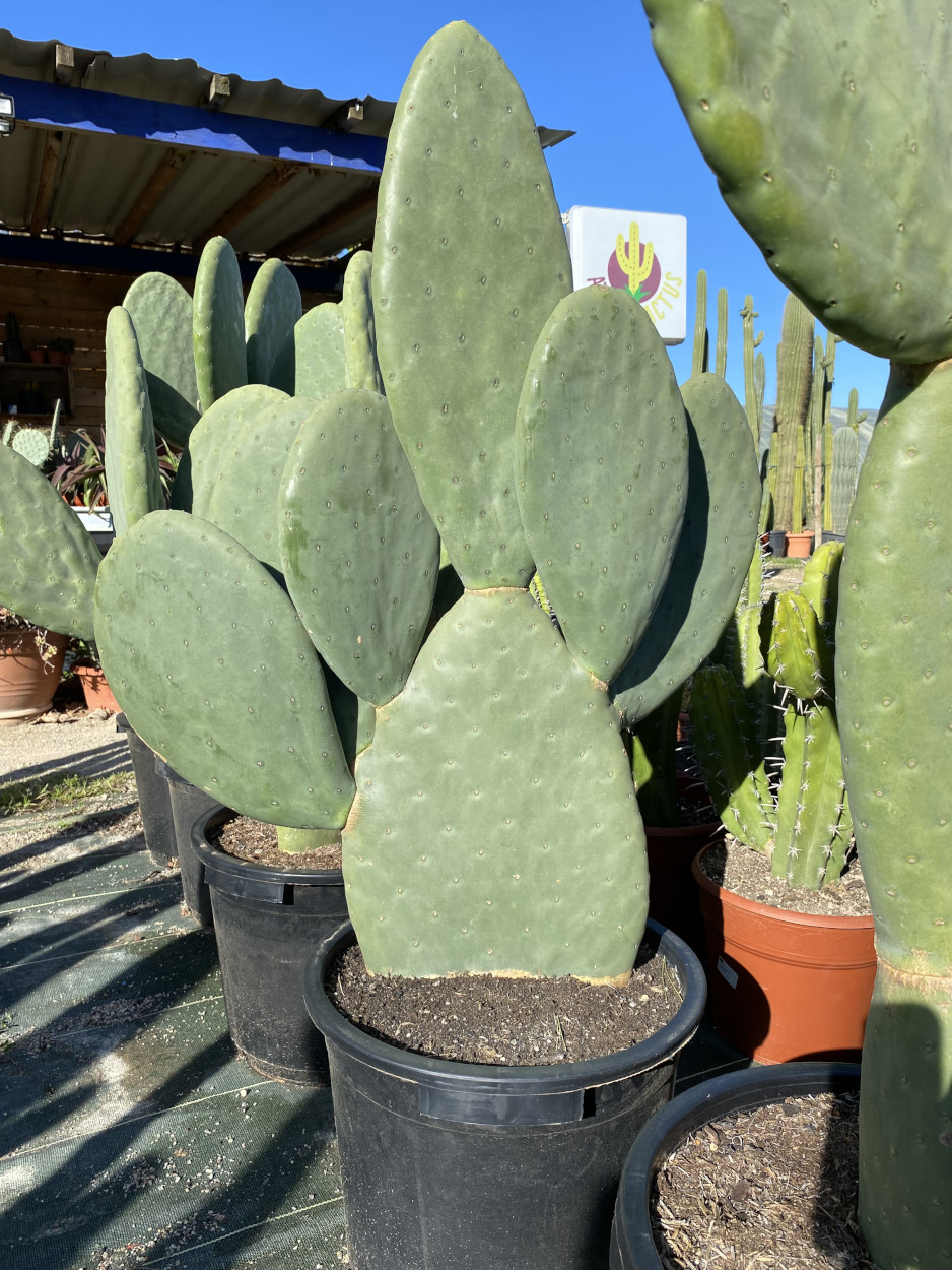 Opuntia Titania - Cactus | Atypic Cactus