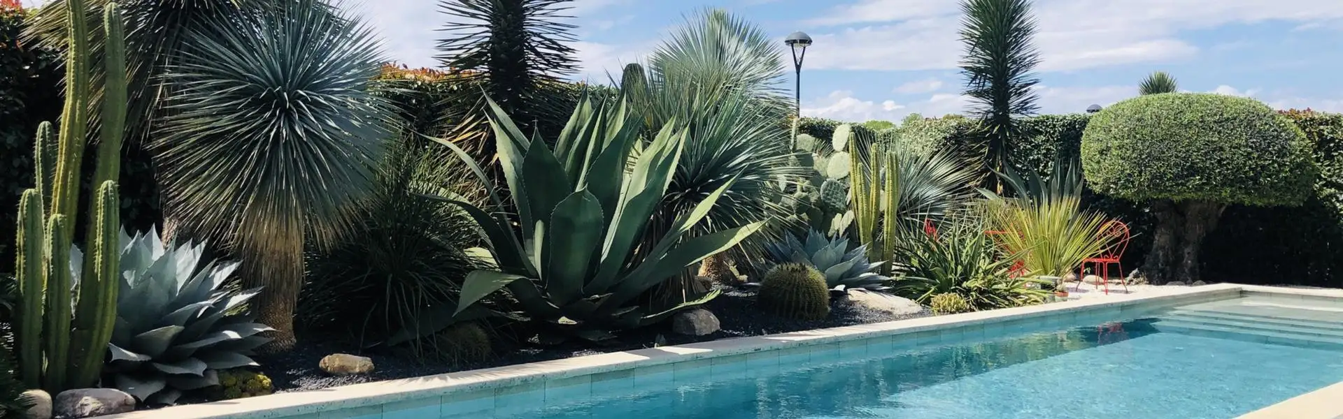 Jardin de cactus - Atypic Cactus 1